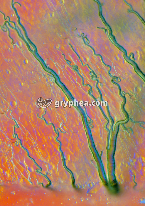 Trachées de Criquet (Locusta migratoria) x100 - gryphea.org